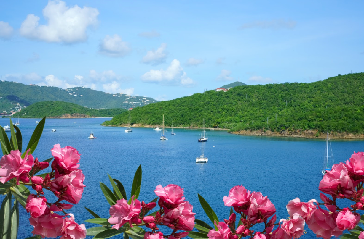 A view of a body of water with pink flowers in the foreground