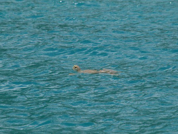 A sea turtle is swimming in the ocean.