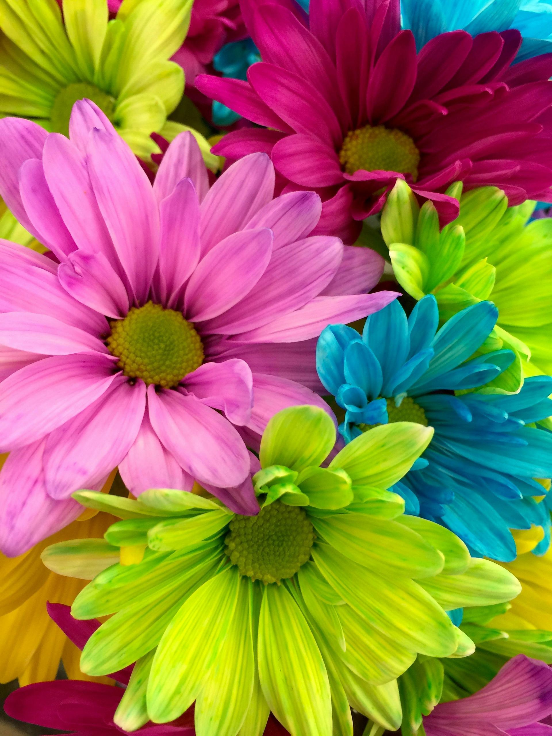 A bunch of colorful flowers with pink blue and green petals