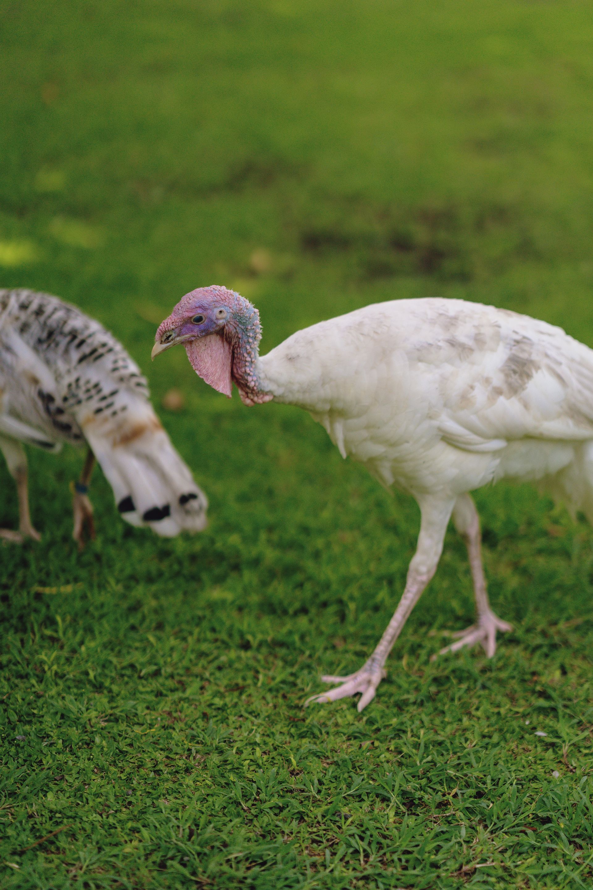 Two turkeys are standing on top of a lush green field.