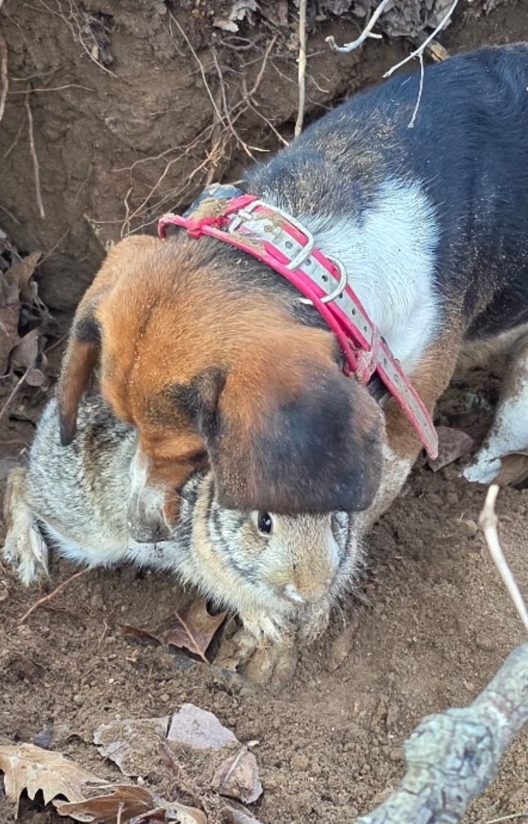 dog wearing collar with lester's stiktite attached