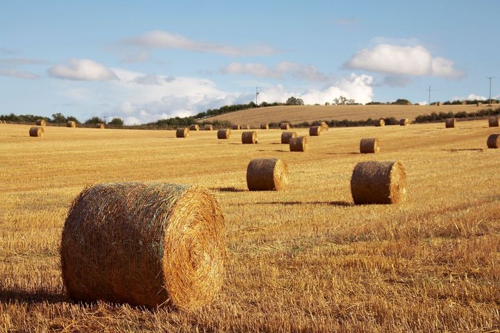 Un campo di balle di fieno in una giornata di sole