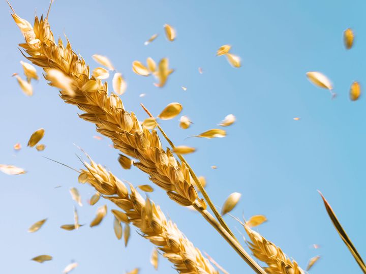 Un primo piano di una spiga di grano con i chicchi che cadono contro un cielo blu.