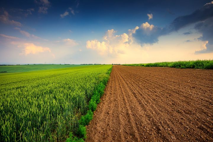 C'è un campo sterrato in mezzo a un campo verde.