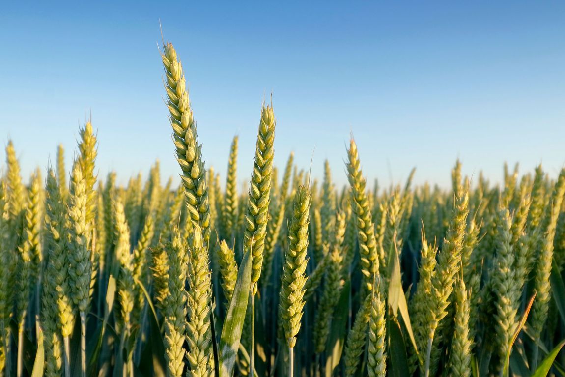 Un campo di grano con un cielo azzurro sullo sfondo.
