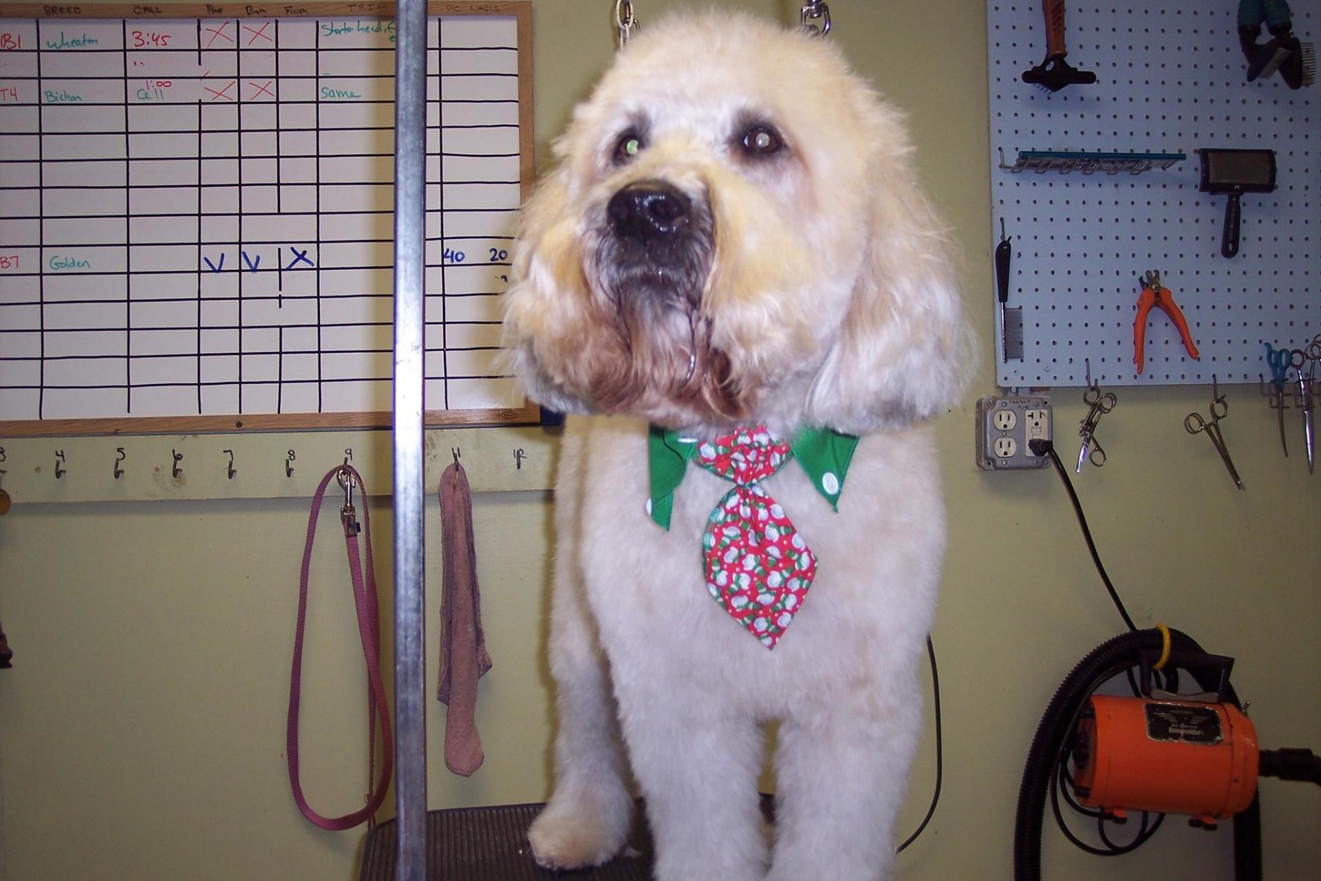 Dog Grooming Dover, NH; Durham, NH; Rochester, NH