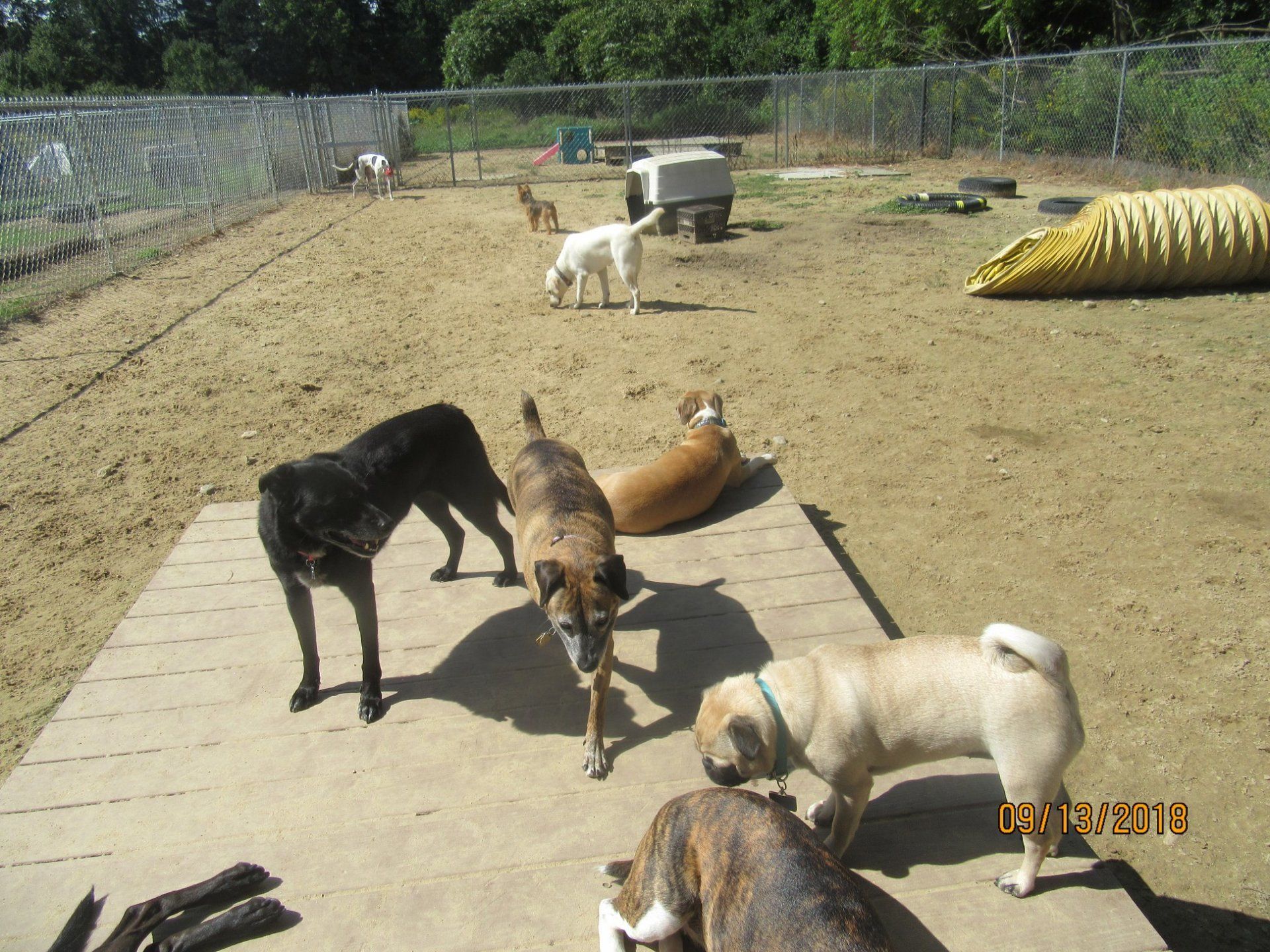 Dog Daycare Dover, NH; Durham, NH; Rochester, NH