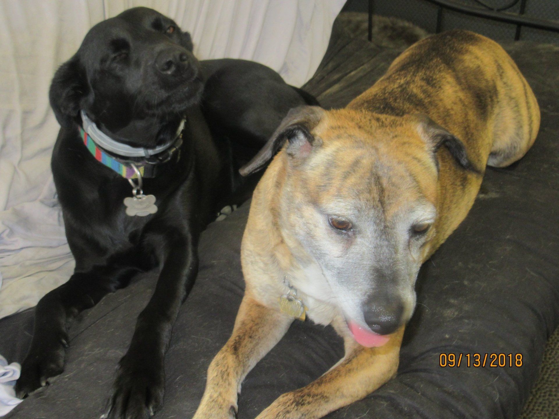 Dog Daycare Dover, NH; Durham, NH; Rochester, NH