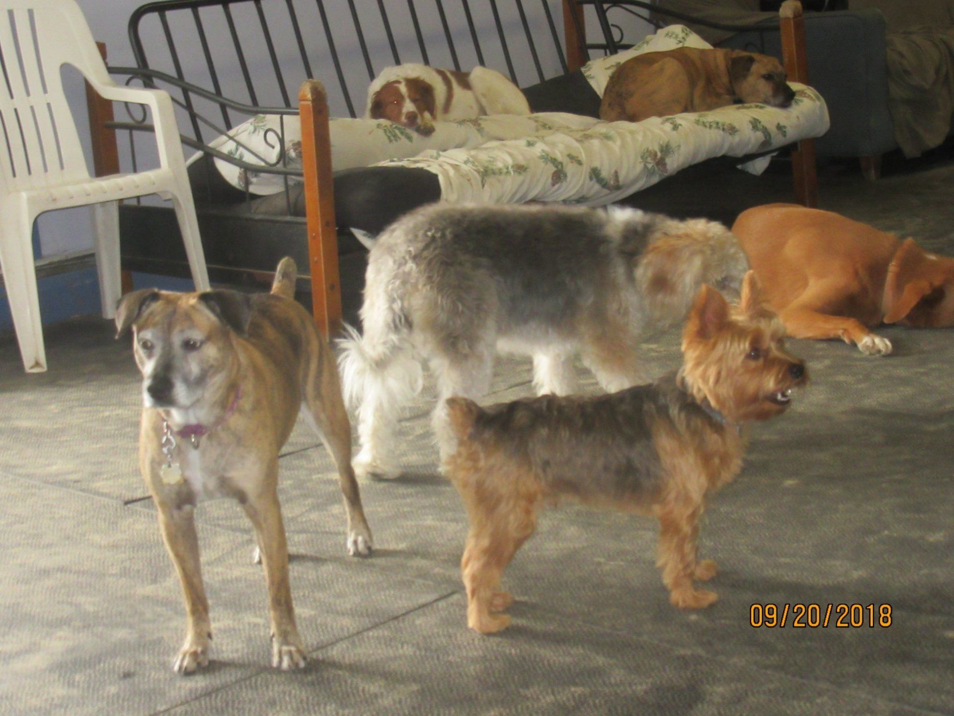 Dog Daycare Dover, NH; Durham, NH; Rochester, NH