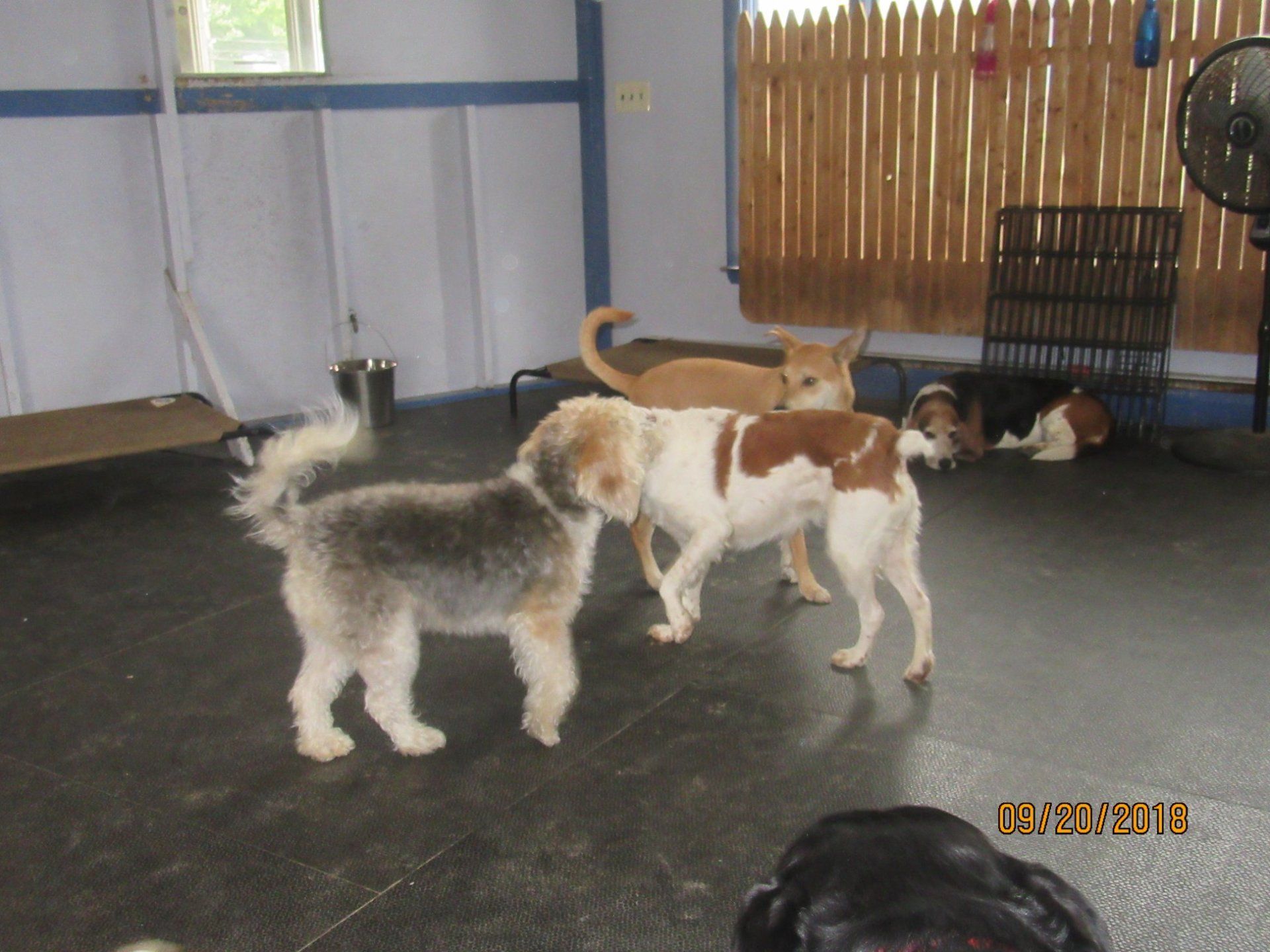 Dog Daycare Dover, NH; Durham, NH; Rochester, NH