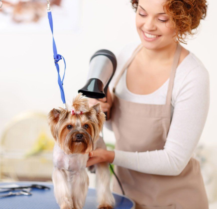 Dog Daycare Dover, NH; Durham, NH; Rochester, NH