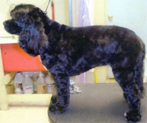 Dog Grooming Dover, NH; Durham, NH; Rochester, NH