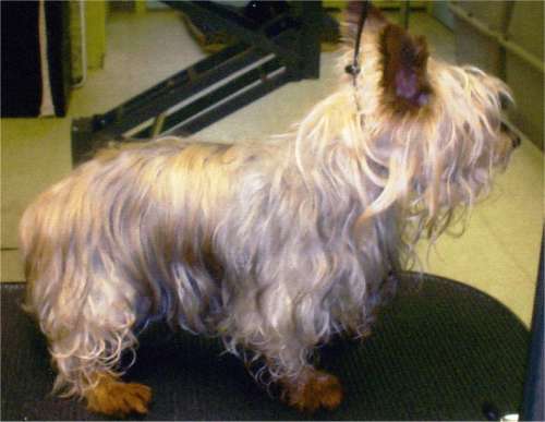Dog Grooming Dover, NH; Durham, NH; Rochester, NH