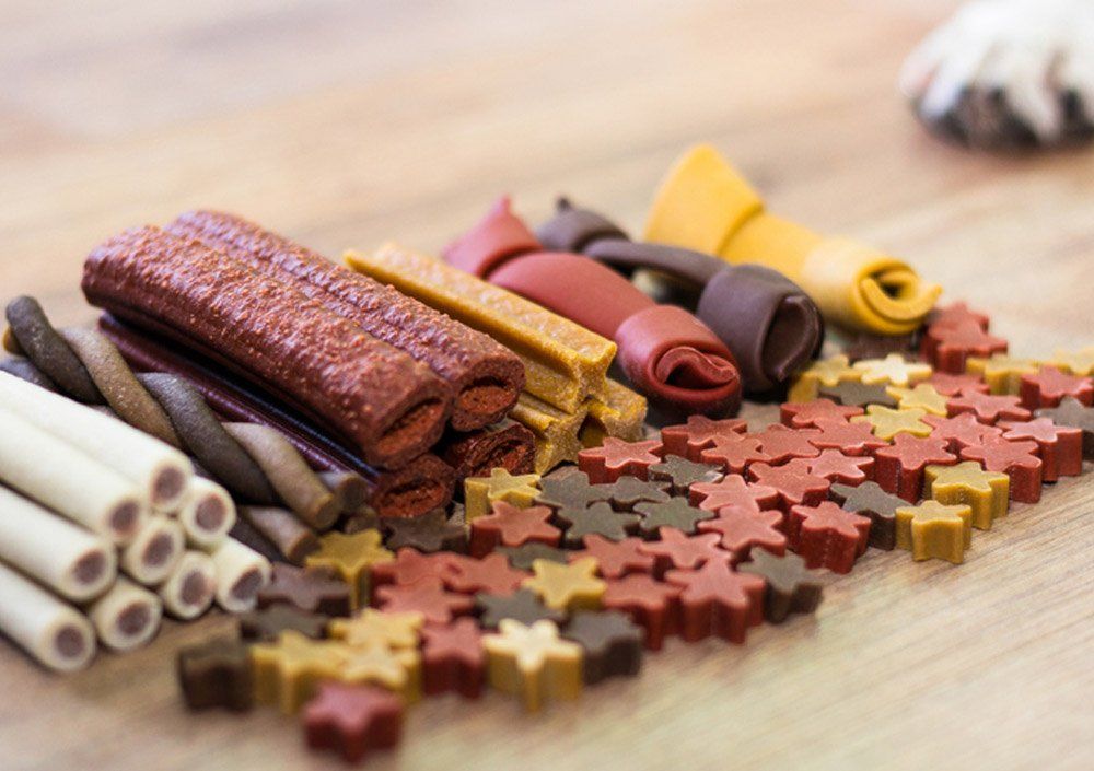 Dog Daycare Dover, NH; Durham, NH; Rochester, NH