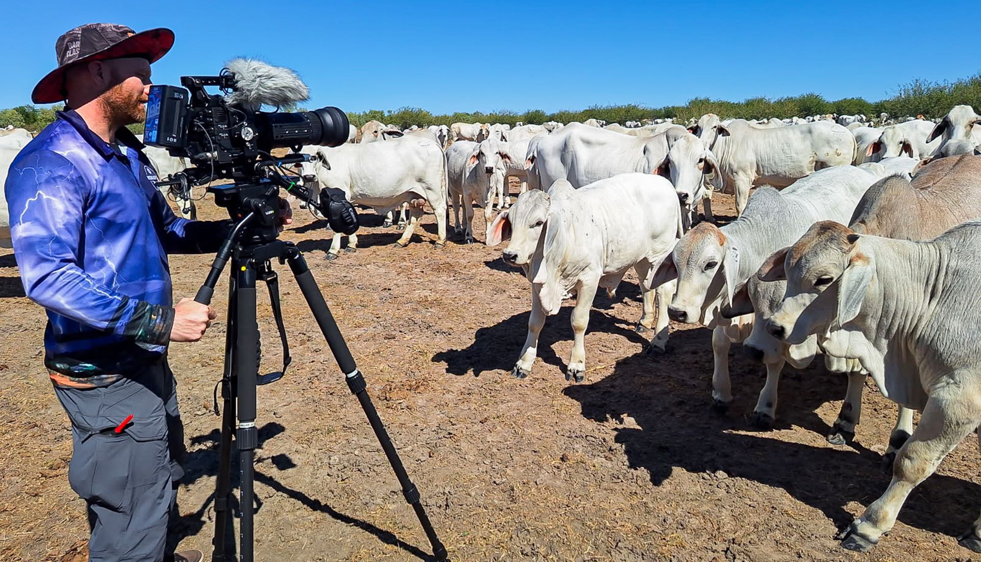 A poster for legends of the wild on discovery channel.