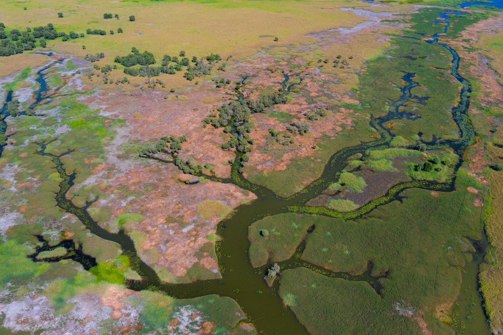 An aerial view of a swamp with trees and a river.