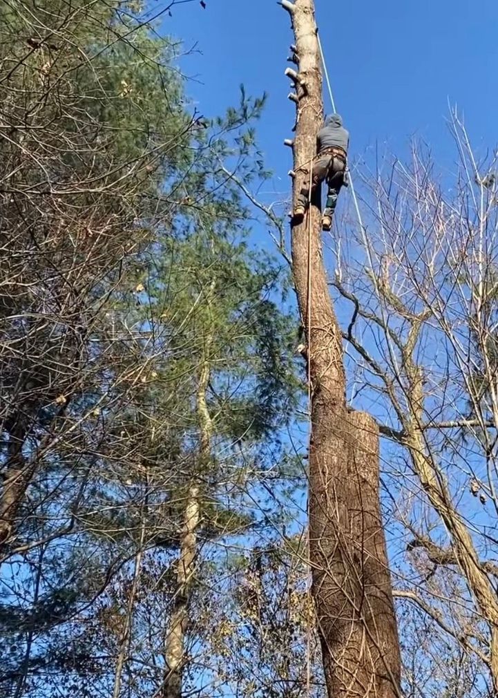 treeremovma