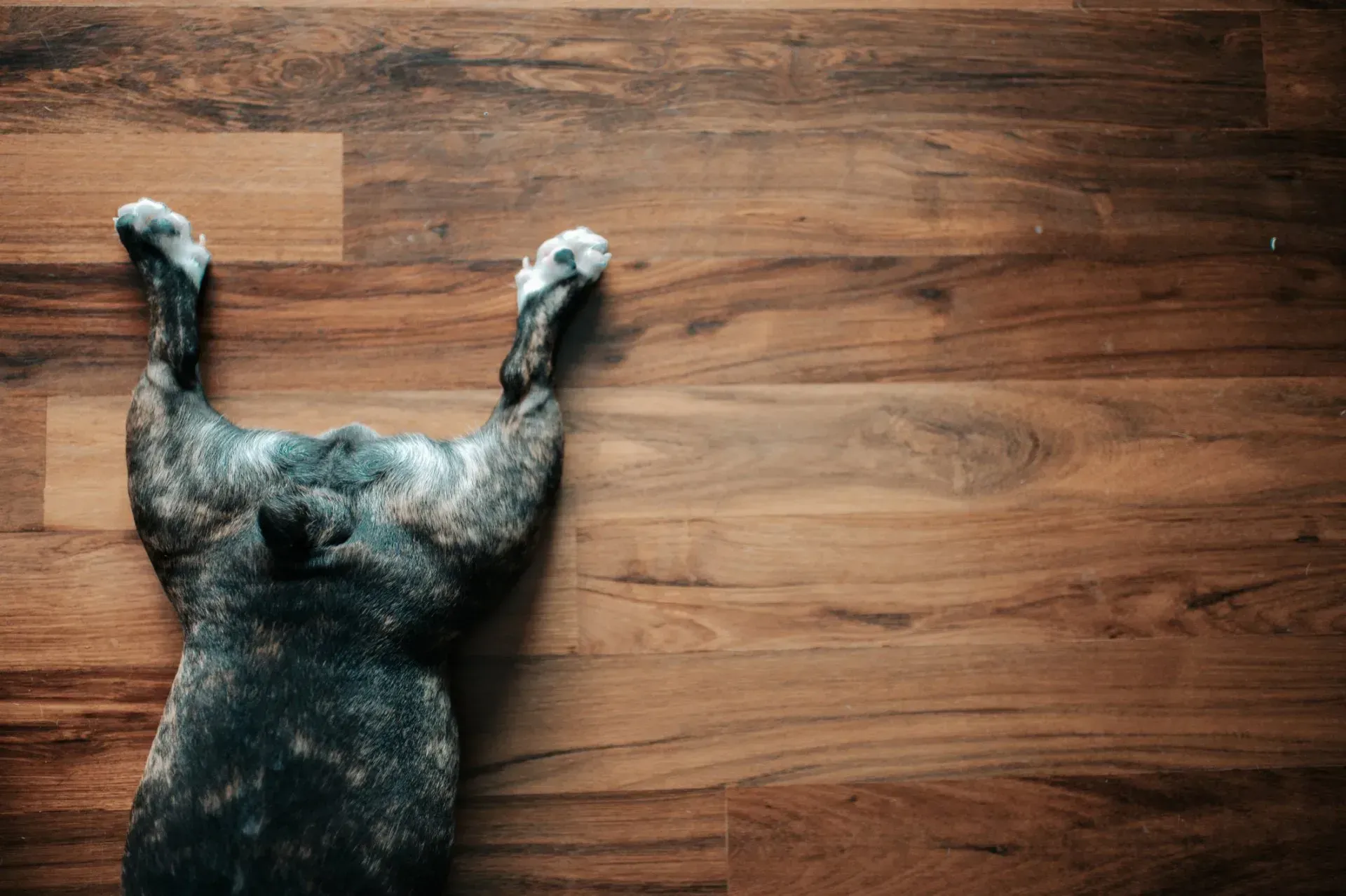 Laminate flooring in Portland, OR.