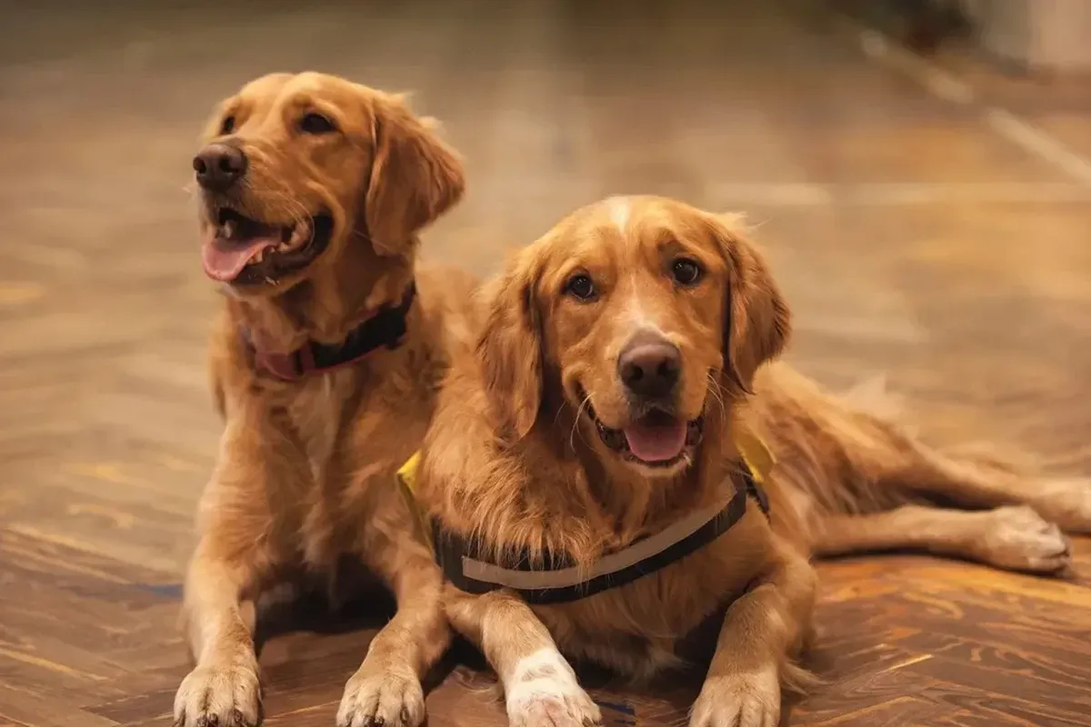 Dogs laying down on wood flooring.