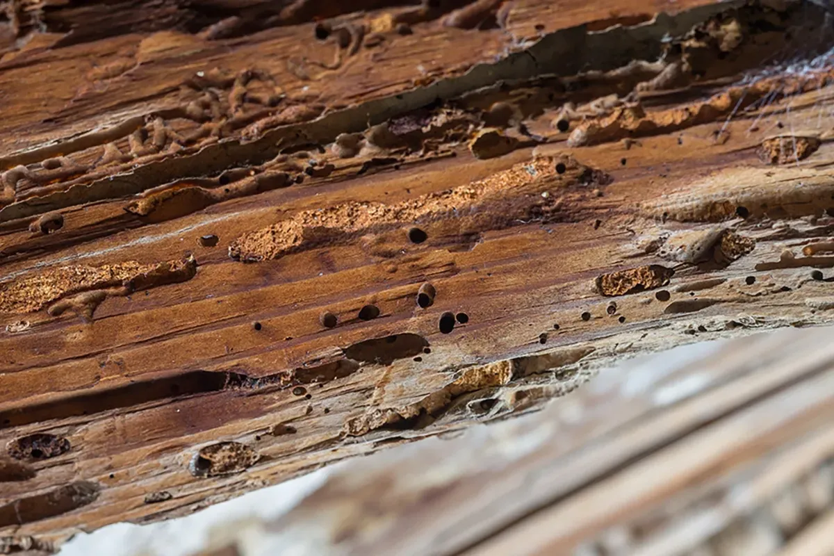 Closeup of a floor joist damaged by pests.
