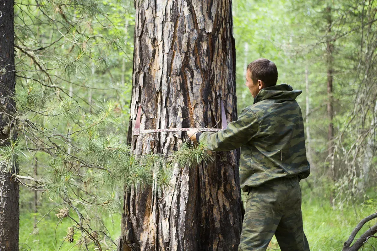 Man measuring the width of a tree in a forest.