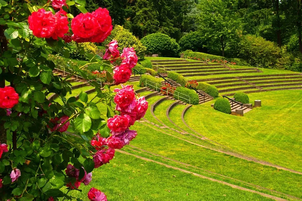 Washington Park Rose Garden in Portland Oregon.