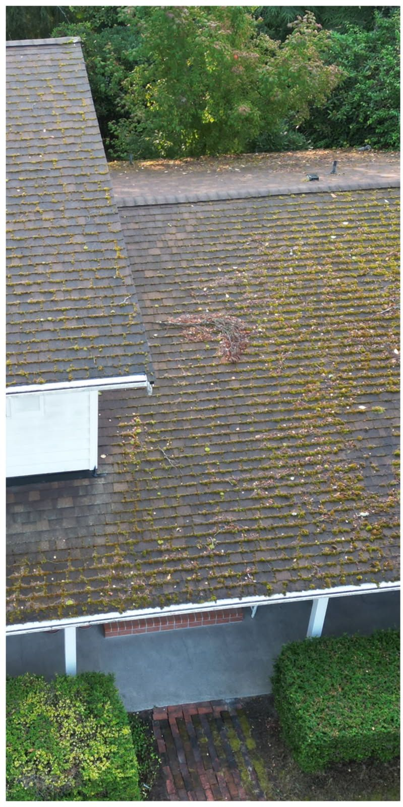 Roof with visible moss and a patch of discoloration, trees in the background, gutter and shrubs in the foreground.