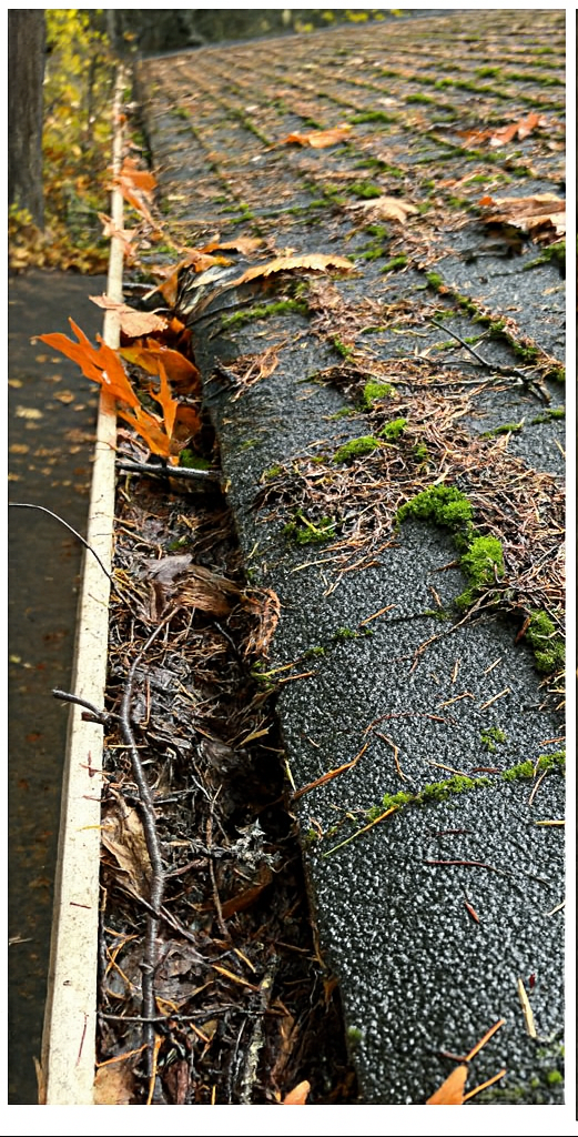 Gutter filled with leaves and debris on a dark, moss-covered roof. Fall foliage visible.