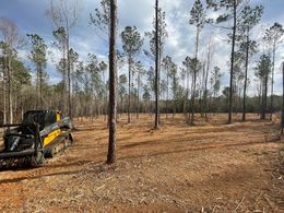 Clearing in a pine forest with a yellow and black machine. Trees stand amidst brown leaves under a cloudy sky.