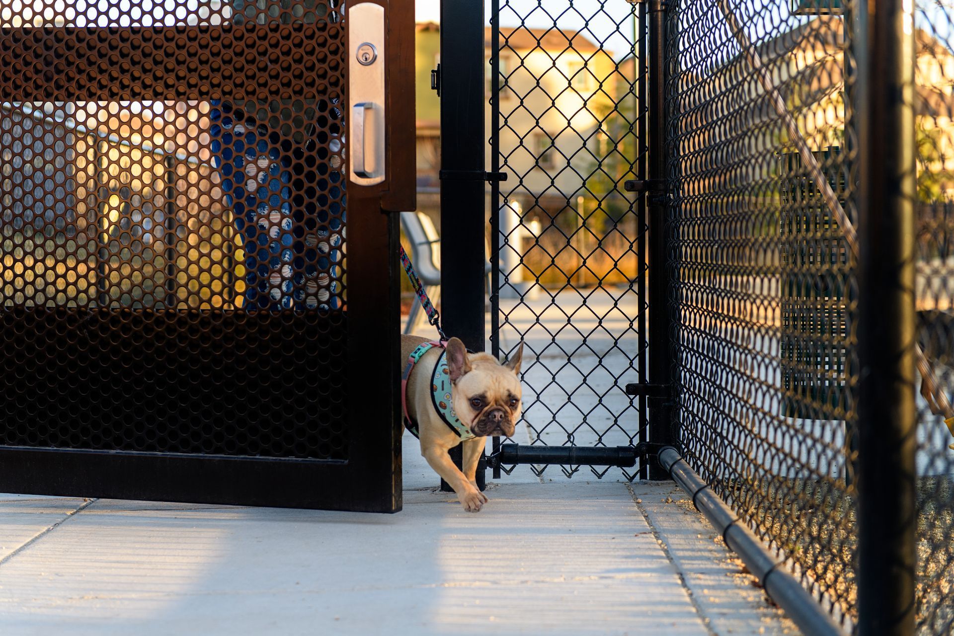 photo showing a dog entering a gate