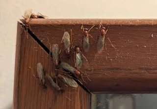 Winged ants clustered on a wooden window frame, a few hanging from spiderwebs.