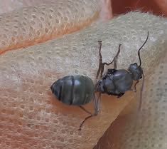 An ant with a large abdomen clings to a beige, textured surface.