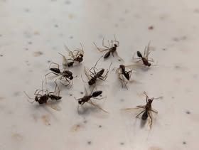 Group of small, winged black ants on a light-colored speckled surface.