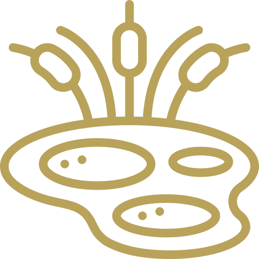 Golden line art of a pond with reeds.