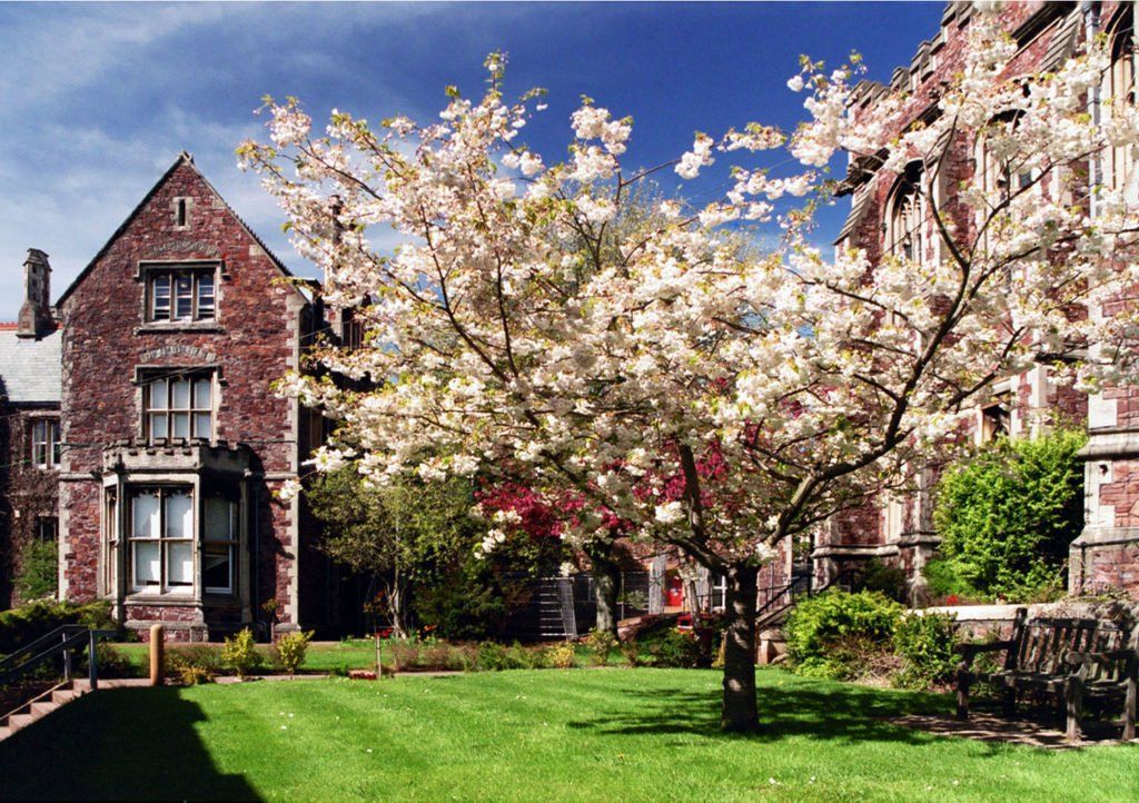A tree with white flowers is in front of a brick building
