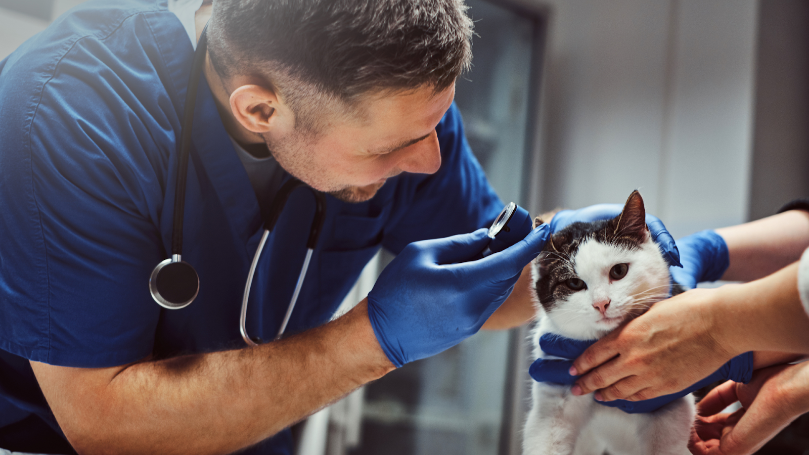 Veterinarian in blue scrubs examining a white and black cat's ear in a clinic.