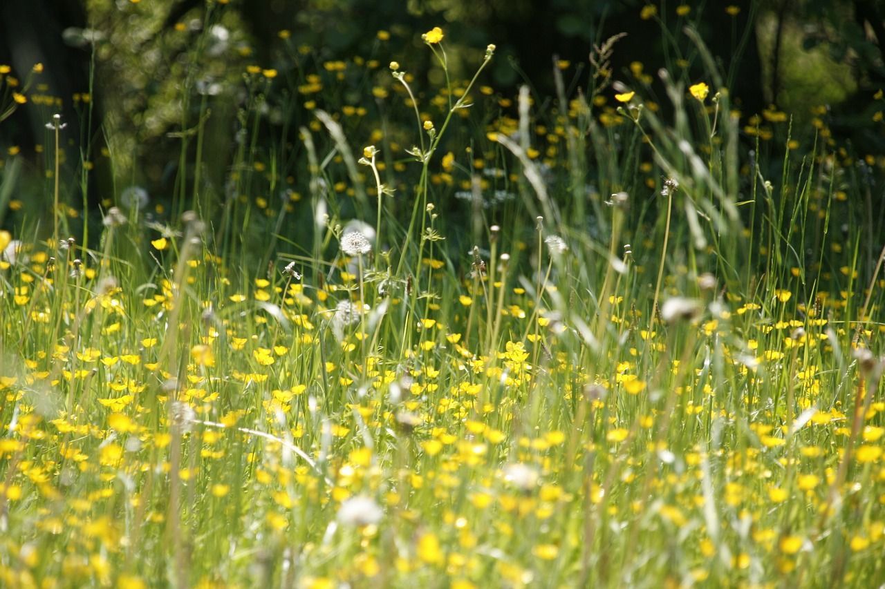 A wildflower meadow with yellow and white flowers and long green grass