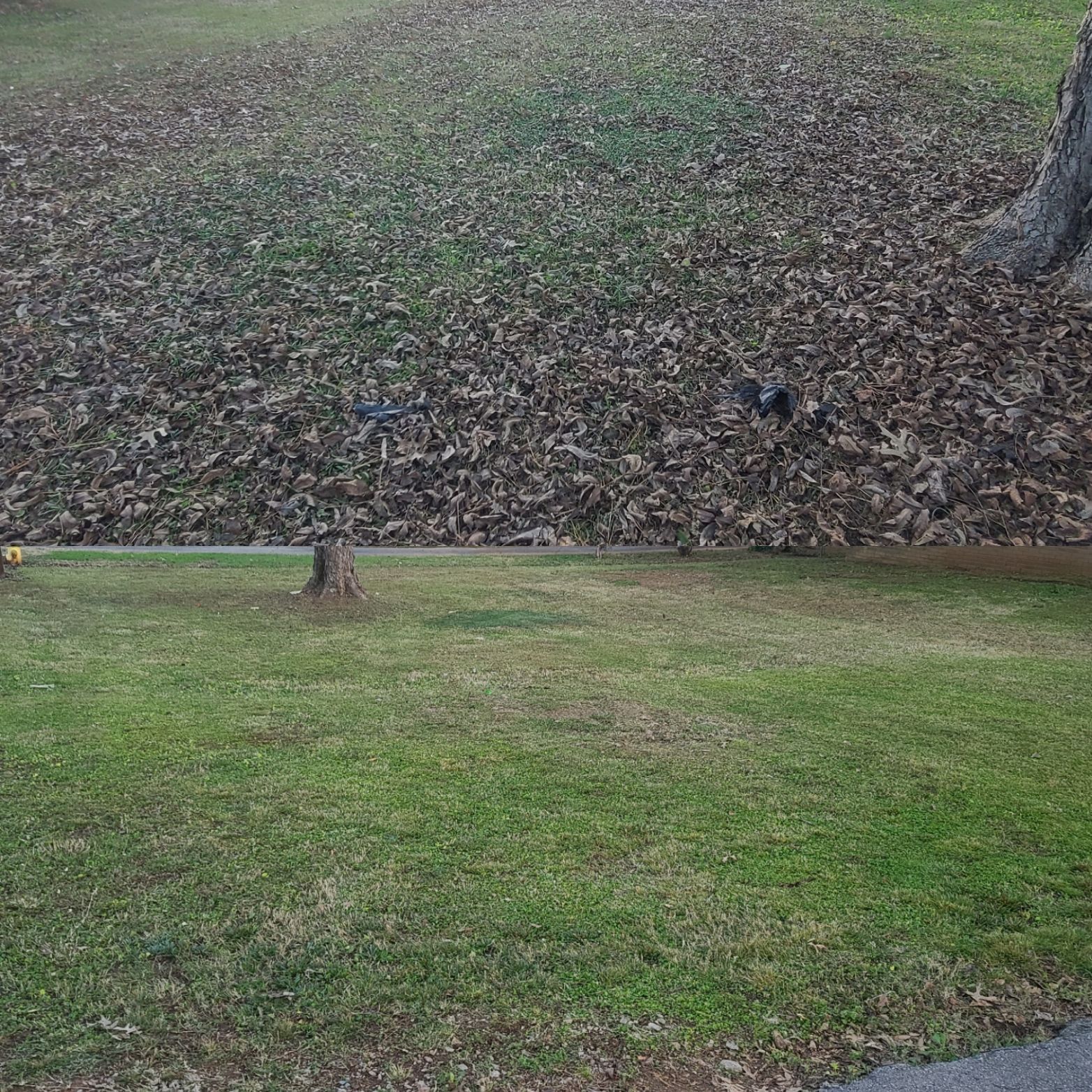 A man is using a lawn mower to cut the grass in a garden.