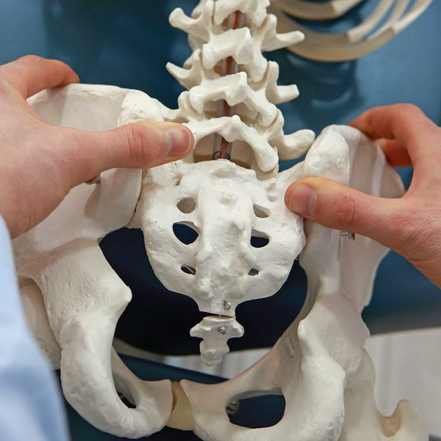 Hands holding a model of the human pelvis, focusing on the sacrum and iliac bones.