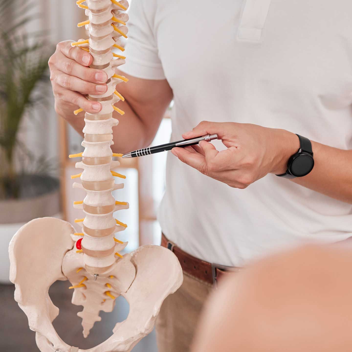 Person pointing at a spine model, likely explaining anatomy in an office setting.