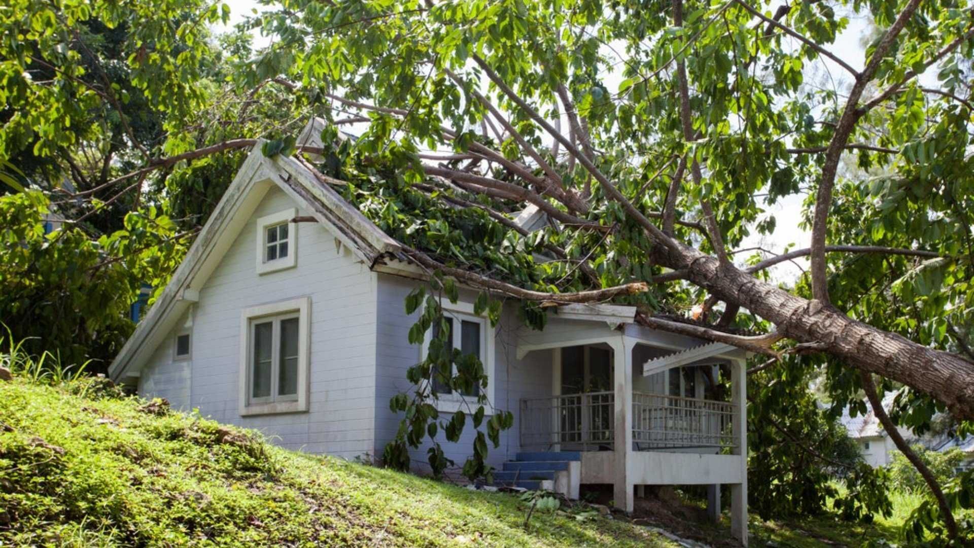 A large tree has fallen onto the roof of a small, light-colored house situated on a grassy hill.