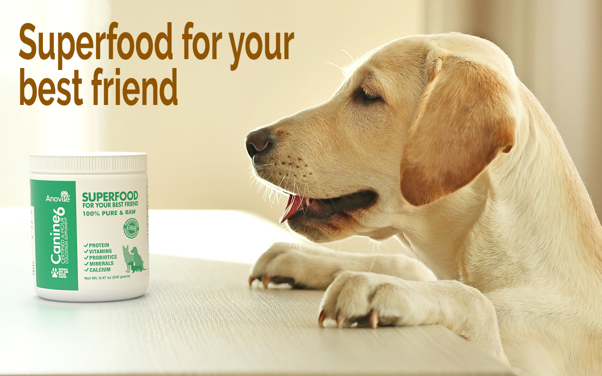 A dog laying on a table next to a jar that says superfood for your best friend