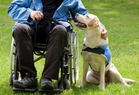 Man Sitting on a Wheelchair while Holding a Dog — Peoria, IL — Robert Cottingham Property Management Co