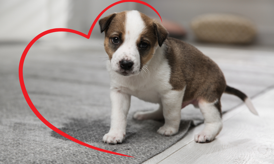 We love our pets