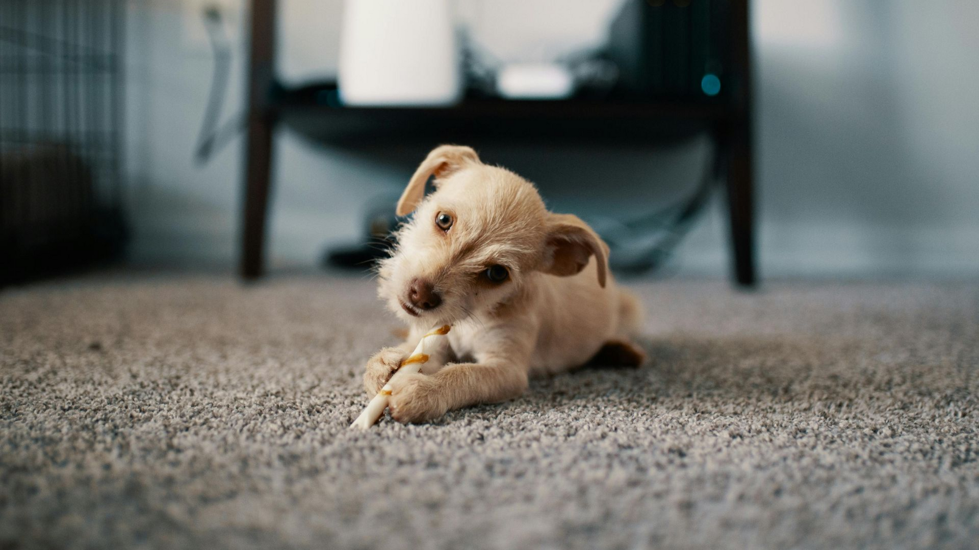 Puppy on clean carpet