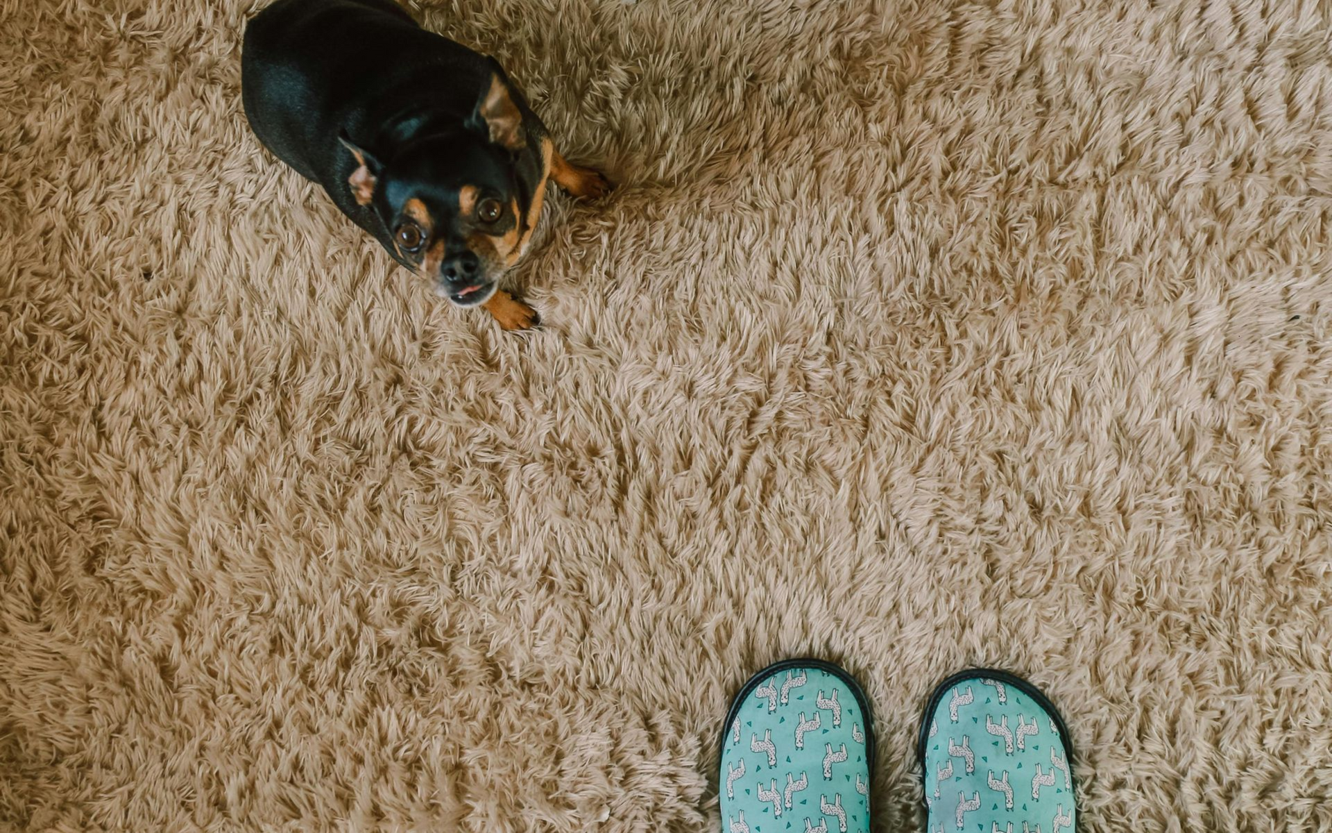 dog sitting on carpet