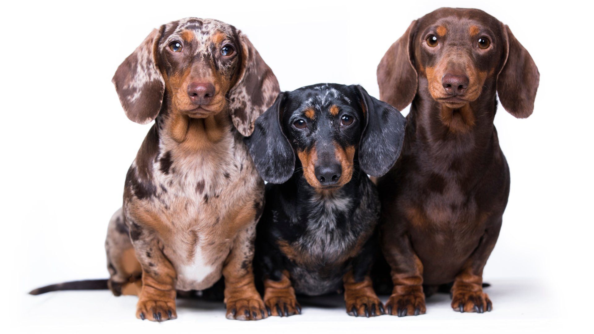 Pet Stains Removal for Home