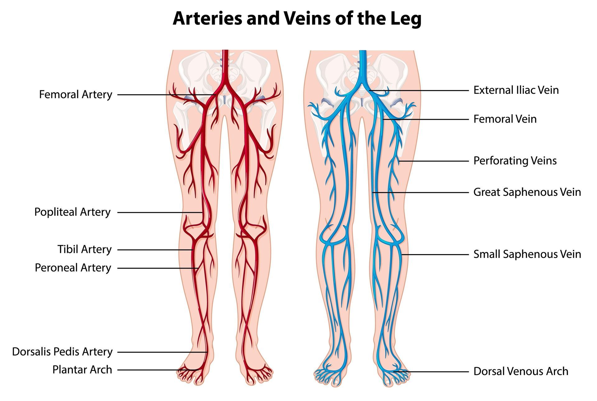 Diagram of leg arteries (red) and veins (blue) labeled with anatomical terms.