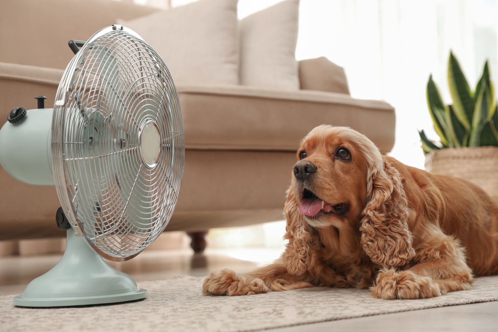 English Cocker Spaniel enjoying air flow from fan on floor indoors.