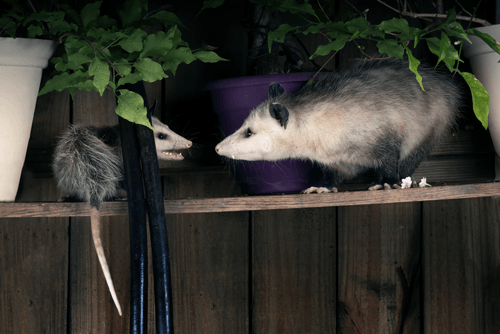 Get-Rid-Of-Opossum